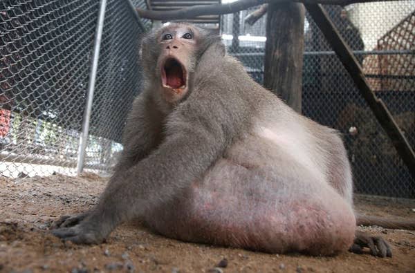 Macaco fica obeso por comer junk food e ganha nome de Godzilla